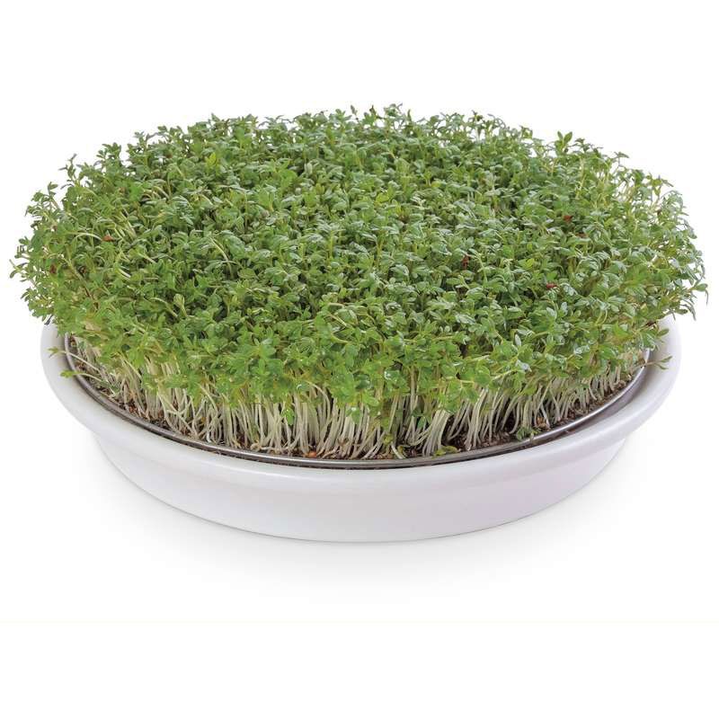 Kressesieb mit Kresse